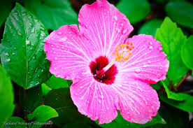 hibiscusflower
